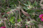 Paraguayan purslane